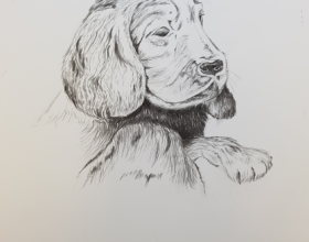 Pies - sangwina, węgiel